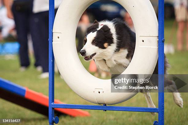 collie dog jumping through hoop - dog show stock pictures, royalty-free photos & images