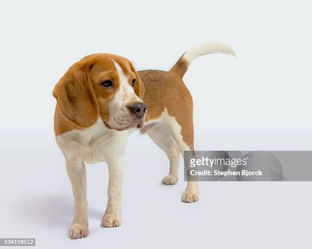beagle puppy on white - beagle stockfoto's en -beelden