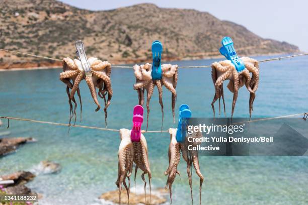 Octopi are drying in the sun on the island of Crete, Greece
