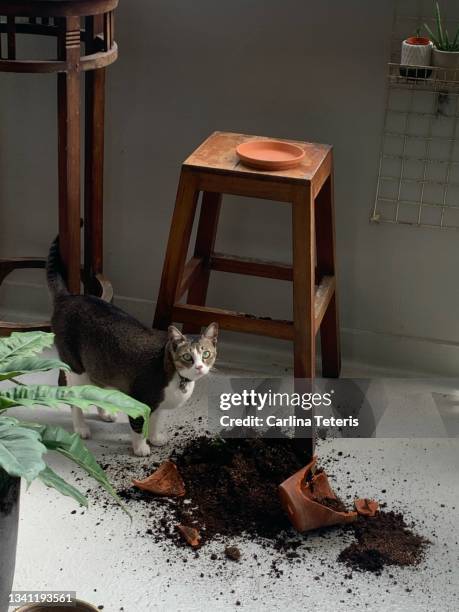 cat with knocked over plant pot - pot plants stockfoto's en -beelden