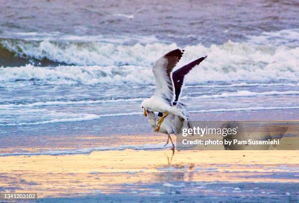 two lesser black-backed gulls fighting - dawn raid stock pictures, royalty-free photos & images