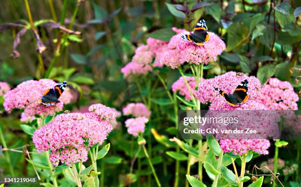 three of a kind - september stockfoto's en -beelden