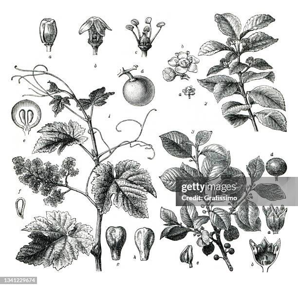 vine plant mate tea drawing 1896 - yerba mate stock illustrations