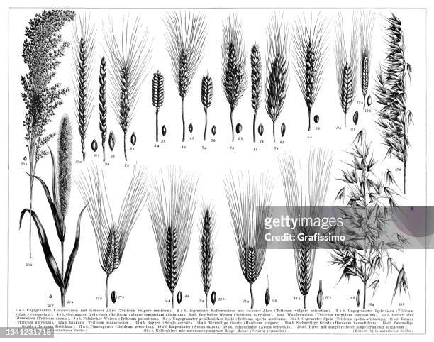 stockillustraties, clipart, cartoons en iconen met barley wheat millet and other species of grain 1896 - rogge graan