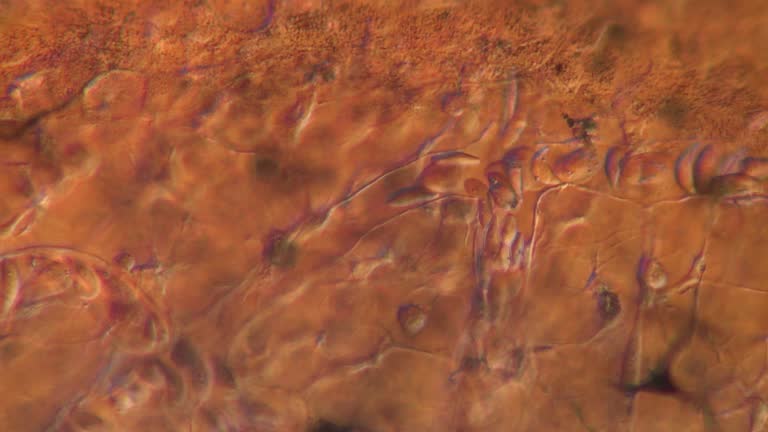Capillary Microscope Views 48 Micrograph Capillary Stock Videos, Footage, & 4K Video Clips - Getty ...