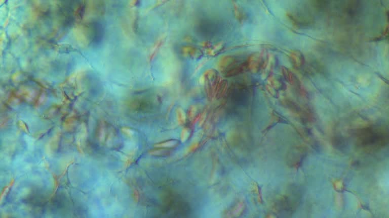 Capillary Microscope Views 330 Capillary Blood Stock Videos, Footage, & 4K Video Clips - Getty Images