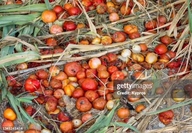 discarded tomatoes - marcio foto e immagini stock