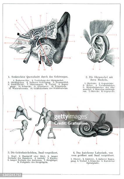 inner and middle ear human anatomy drawing 1896 - anatomical model stock illustrations