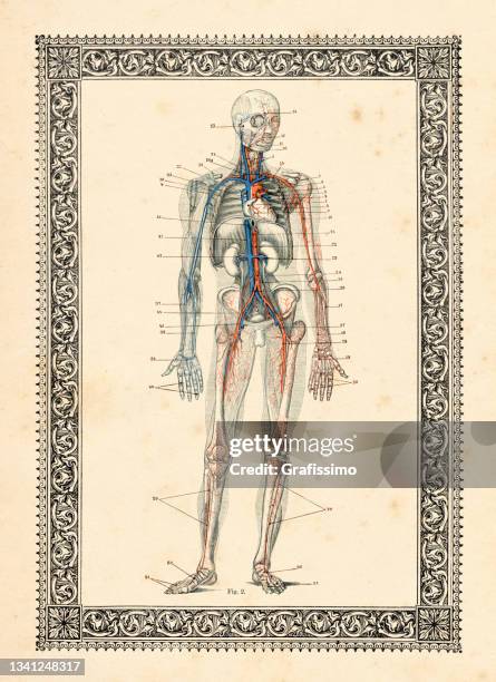 ilustrações, clipart, desenhos animados e ícones de desenho de anatomia humana de circulação sanguínea 1896 - enciclopédia