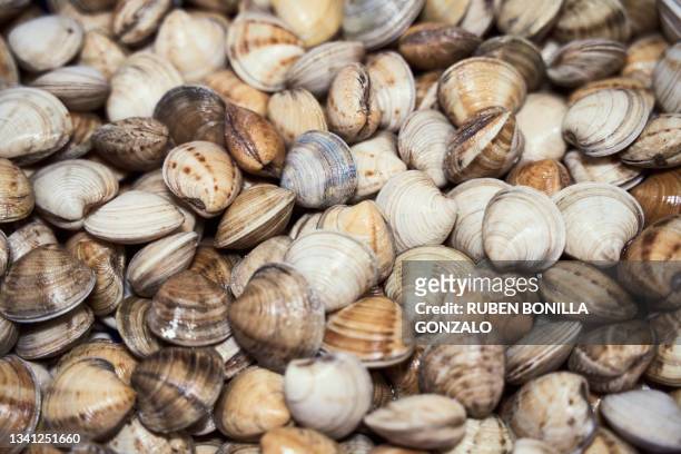 close up of fresh newly-caught clams - estudio de mercado fotografías e imágenes de stock