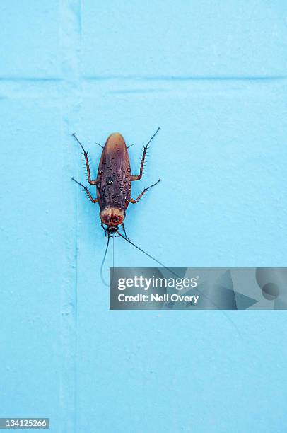 cockroach insect (periplaneta americana) common or - blatta americana stock pictures, royalty-free photos & images
