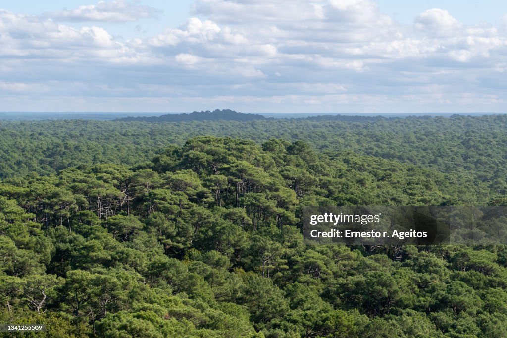 Landes forest, forest of Pinus pinaster view from above