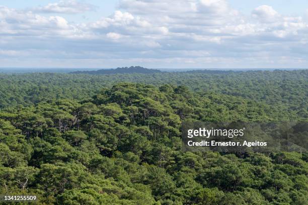 landes forest, forest of pinus pinaster view from above - aquitânia imagens e fotografias de stock
