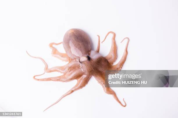 octopus on white background - cephalopod stockfoto's en -beelden