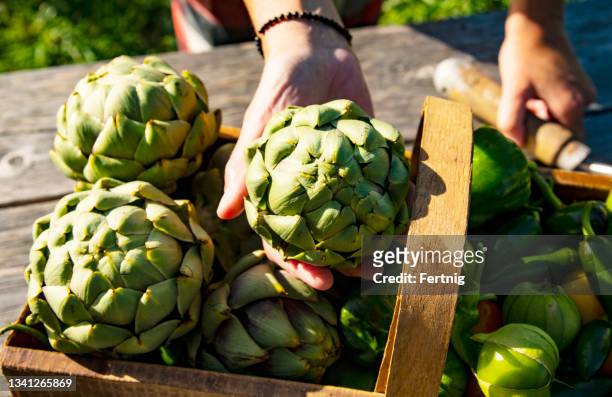 artichokes, peppers and tomatillos fresh from the garden - artichoke stock pictures, royalty-free photos & images