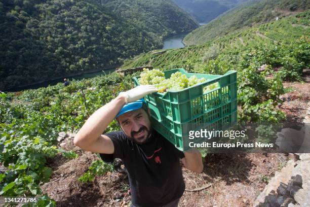 Grape harvester Jorge Bendiña picks godello grapes in the family vineyard in Ribeira de Vilacha on the Sil River, on September 18 in Vilacha de...