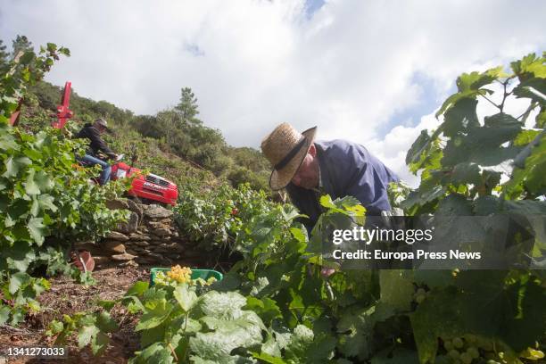 German, patriarch of the Bendiña de Rozabales family, harvests godello grapes in his vineyard in Ribeira de Vilacha, on September 18 in Vilacha de...