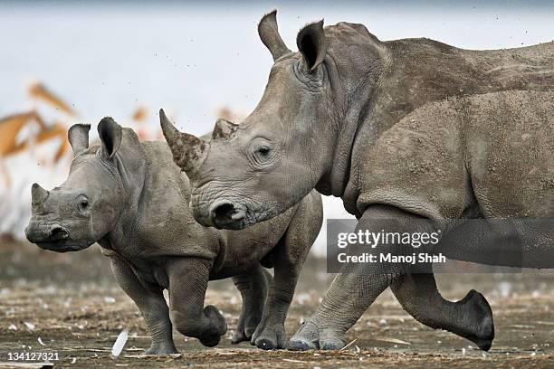 873 White Rhino Calf Stock Photos, High-Res Pictures, and Images