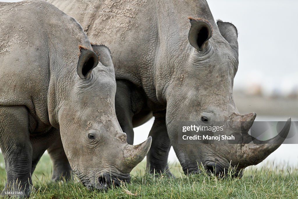 White Rhinos Grazing