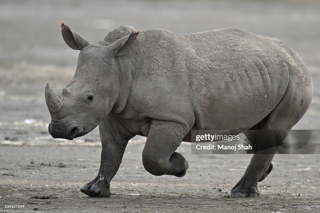 White Rhino running