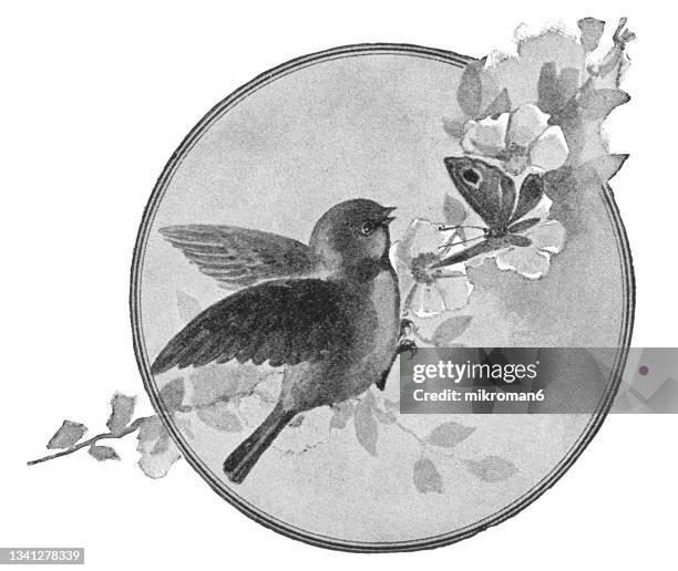 old engraved illustration of sparrow and butterfly, springtime - wings circle stock pictures, royalty-free photos & images