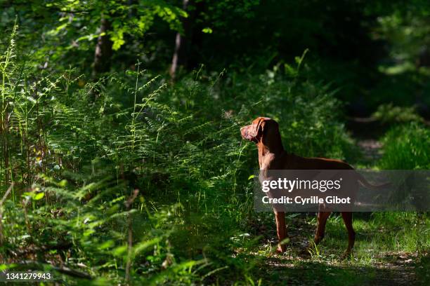 vizsla dog looking intently at something in the woods - hunting dog stock pictures, royalty-free photos & images