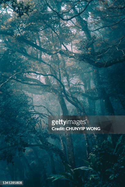 2,476 Scary Woods Background Photos and Premium High Res Pictures - Getty  Images