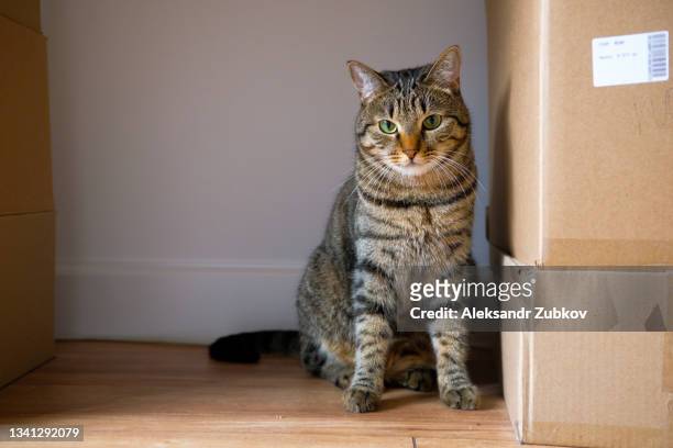 a domestic gray striped cat sits indoors on a parquet floor or a wooden laminate. a smart kitten hides behind boxes, looks away. home delivery of goods, online shopping. moving to a new house. pets, home life. stay at home. - gatto soriano foto e immagini stock