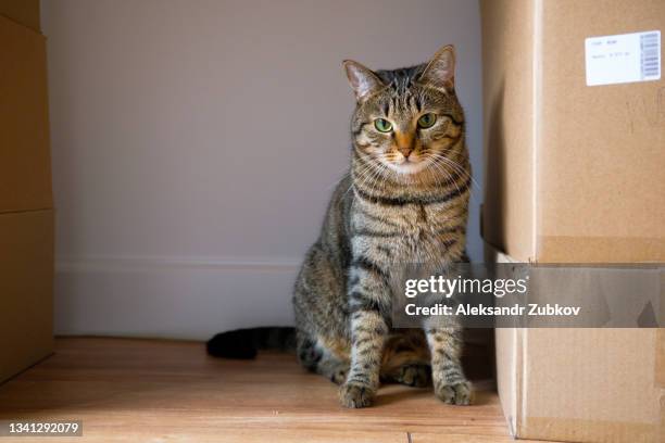 a domestic gray striped cat sits indoors on a parquet floor or a wooden laminate. a smart kitten hides behind boxes, looks away. home delivery of goods, online shopping. moving to a new house. pets, home life. stay at home. - tabby cat 個照片及圖片檔