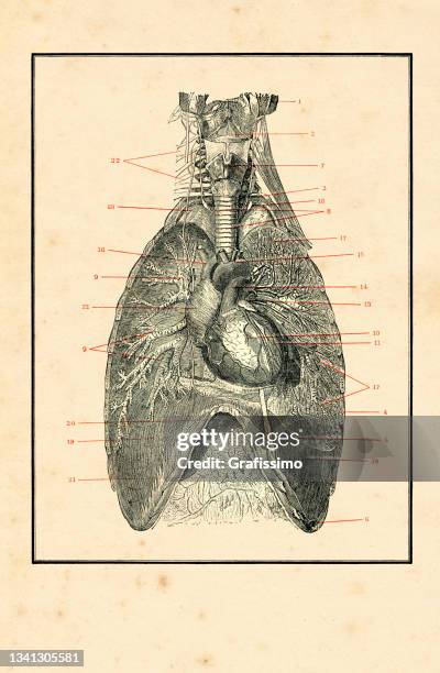 stockillustraties, clipart, cartoons en iconen met torso with blood circulation human anatomy drawing 1898 - human skeletal system