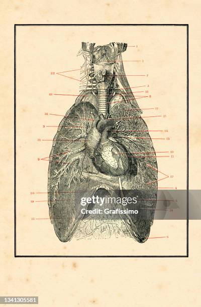 torso with blood circulation human anatomy drawing 1898 - human skeletal system stock illustrations