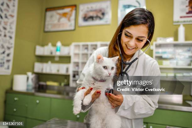 let me listen to your lungs kitty - vet with kitten stock pictures, royalty-free photos & images