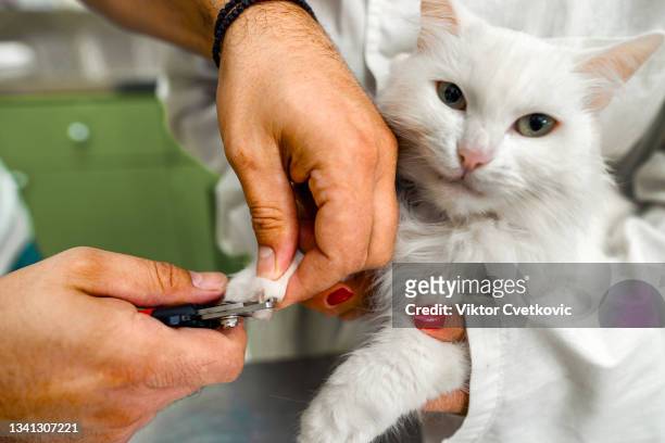 clipping nails of a cat - accident hospital stock pictures, royalty-free photos & images