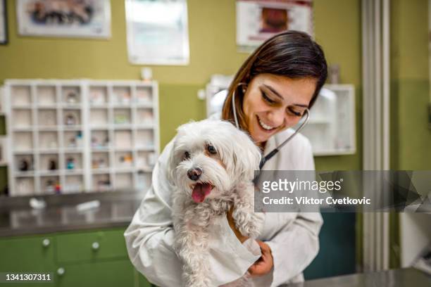 you are healthy dog! - veterinaria imagens e fotografias de stock