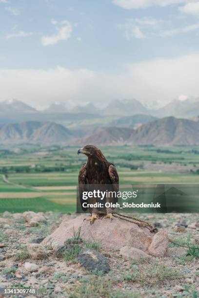 nahaufnahme des adlers vor dem hintergrund der berge in kirgisistan - steinadler stock-fotos und bilder