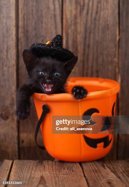 calabaza de halloween y gato negro sobre fondo de madera - pumpkin cats fotografías e imágenes de stock