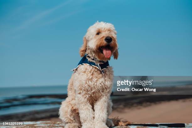 apricot colour goldendoodle sitting on the beach - smiling brown dog stock pictures, royalty-free photos & images