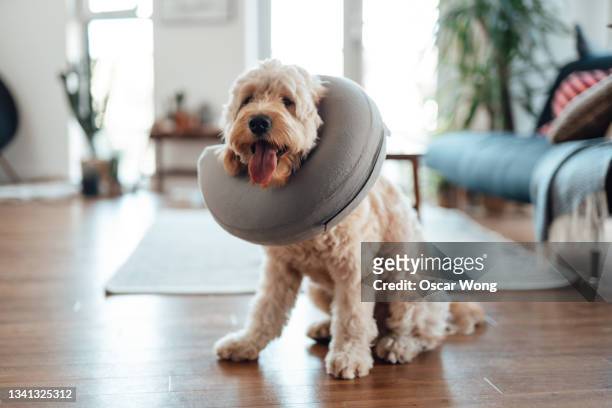 cute goldendoodle with inflatable vet collar after being neutered - castration stockfoto's en -beelden
