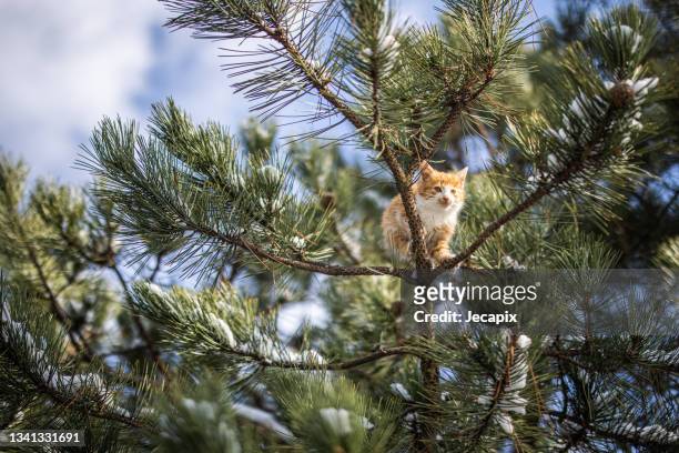 cute kitten high on tree branch - mixed breed cat stock pictures, royalty-free photos & images