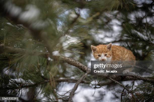 cute kitten high on tree branch - mixed breed cat stock pictures, royalty-free photos & images