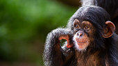 Cute baby chimpanzee portrait