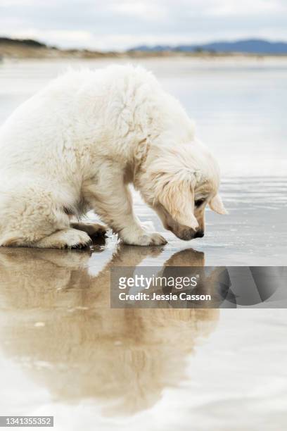 a puppy looks at her reflection in the water - extreem weer stock pictures, royalty-free photos & images