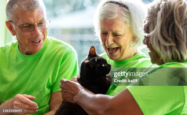 three senior volunteers at pet shelter, playing with cat - humane society stock pictures, royalty-free photos & images