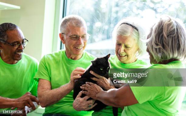 four senior volunteers at pet shelter, playing with cat - humane society stock pictures, royalty-free photos & images