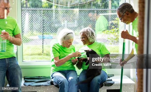 voluntários seniores na limpeza de abrigo de animais, brincam com gato - animal welfare - fotografias e filmes do acervo