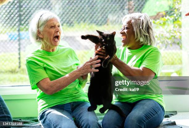 two senior women volunteering at pet shelter, with cat - cat laughing stock pictures, royalty-free photos & images