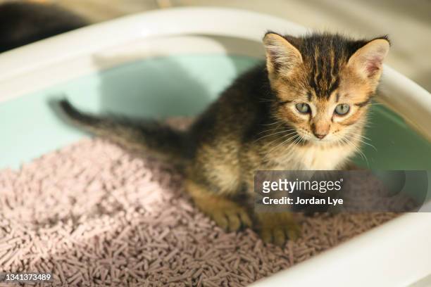 kitten in the litterbox - urine photos et images de collection