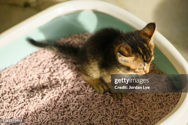 kitten in the litterbox - cat litter stock pictures, royalty-free photos & images