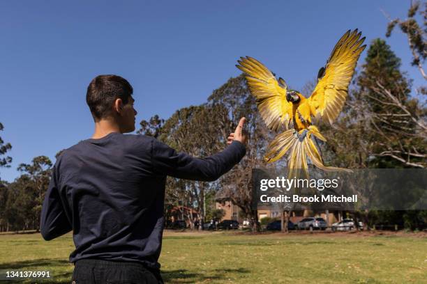 Lucas Gittany trains his one year old Blue and Gold Macaw named Thor in Parramatta on September 20, 2021 in Sydney, Australia. Today was the first...