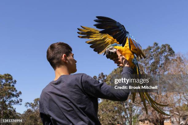 Lucas Gittany trains his one year old Blue and Gold Macaw named Thor in Parramatta on September 20, 2021 in Sydney, Australia. Today was the first...